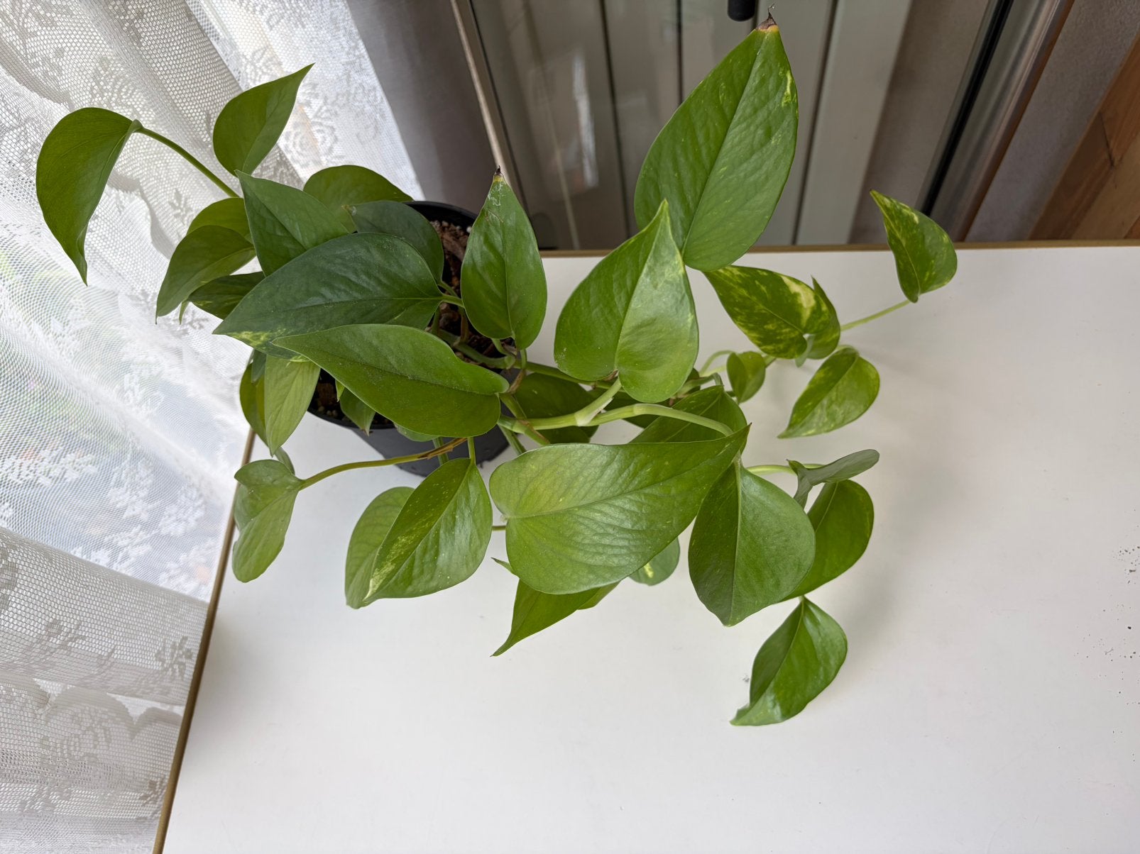 Epipremnum Aureum, Huis en Inrichting, Ophalen, Halfschaduw, Minder dan 100 cm
