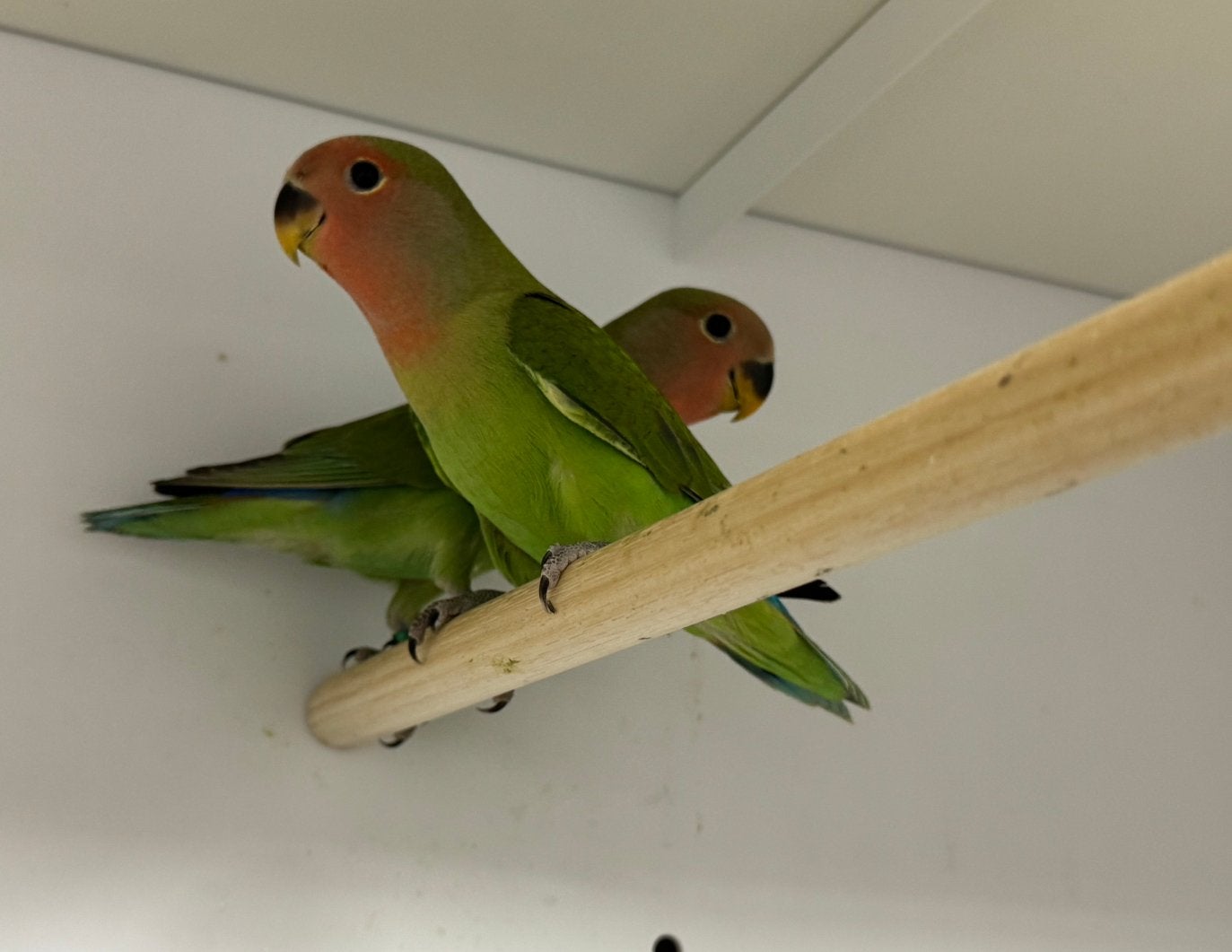 Jonge Agapornis roseicollie man om tam te maken, Meerdere dieren, Papegaai, Tam