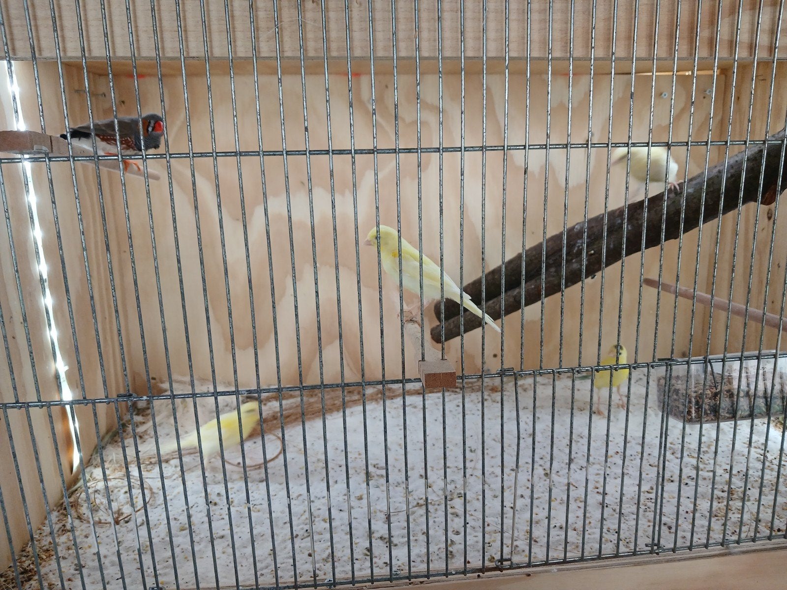 vogels 2026, Dieren en Toebehoren, Mannelijk, Parkiet