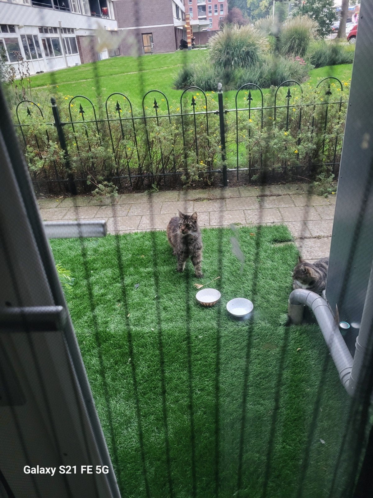 t Deze kat is zijn thuis kwijt., Kater