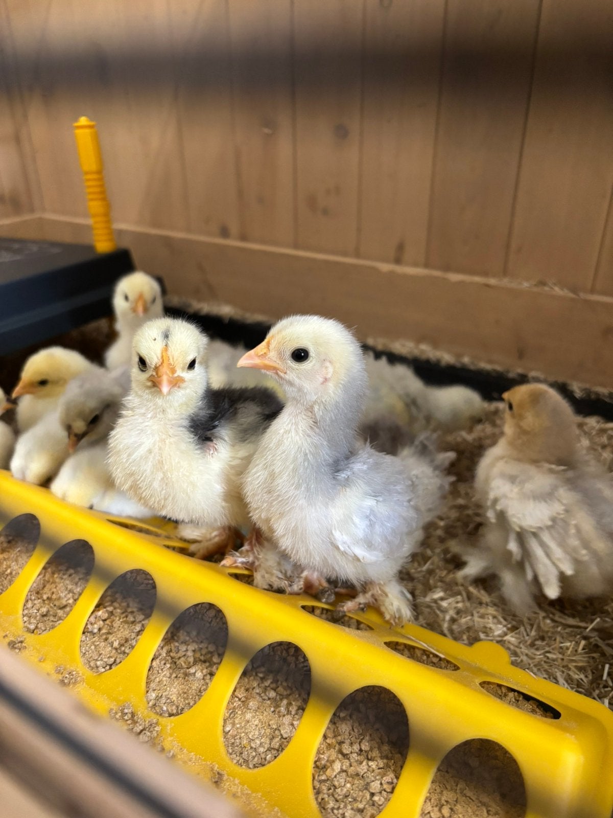 Schattige kuikens cochin en cochin/zijdehoender, Dieren en Toebehoren, Pluimvee, Geslacht onbekend, Kip