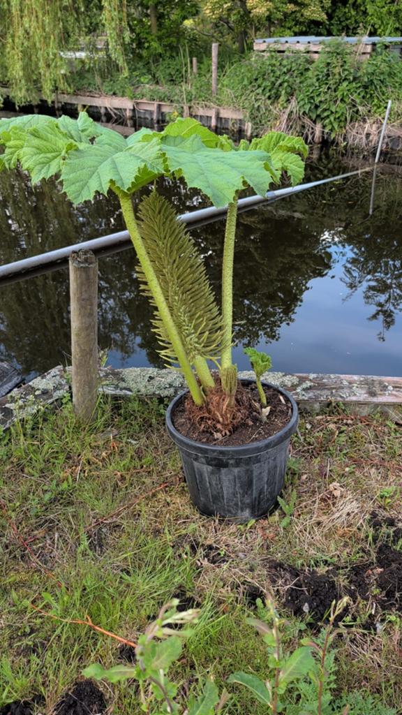 Reuzenrabarber (Gunnera manicata) - Indrukwekkende plant, Tuin en Terras, Planten | Tuinplanten, Ophalen of Verzenden, Overige soorten