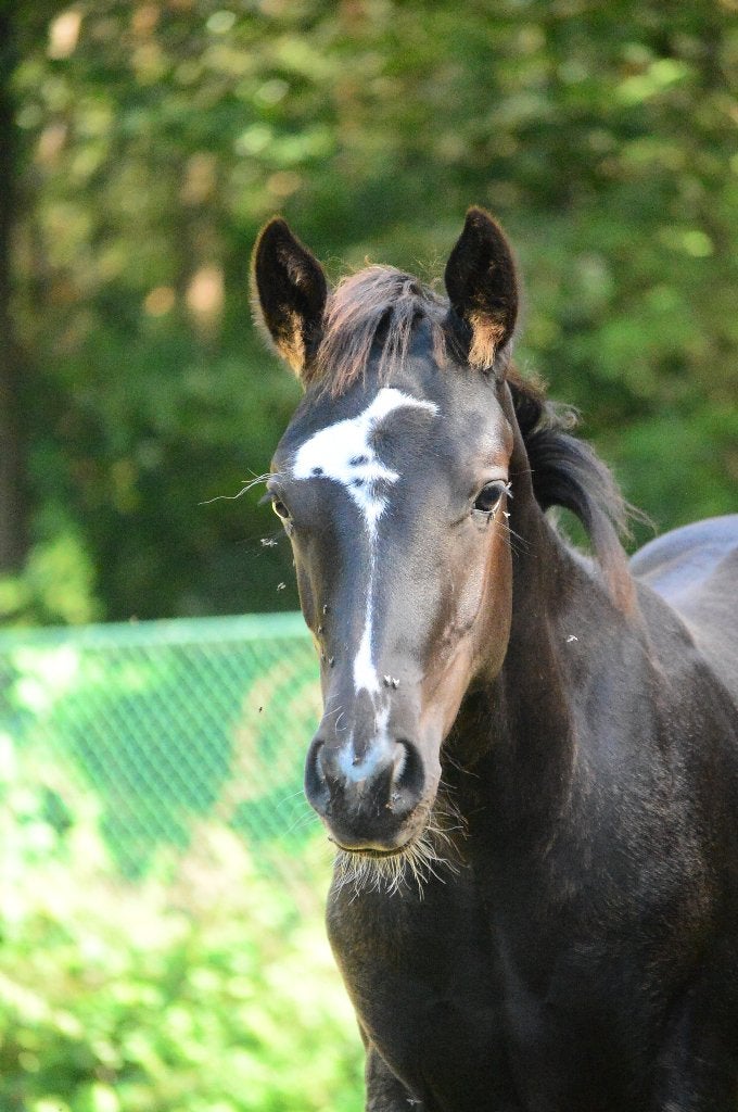 Paint veulens 2026, Dieren en Toebehoren, Minder dan 160 cm, Met stamboom, 0 tot 2 jaar, Westernpaard