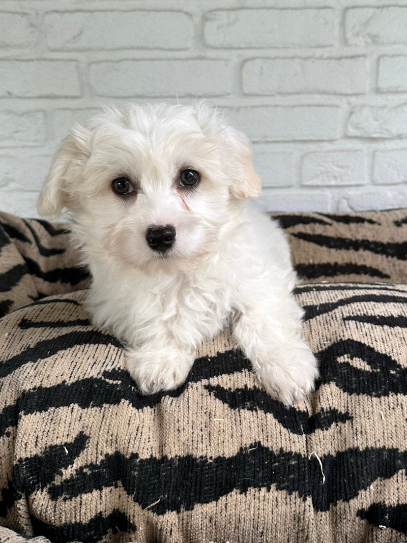 Maltipoo pup laatste uit het nestje, Dieren en Toebehoren, Honden | Chihuahua's en Gezelschapshonden, Parvo, Nederland, Overige rassen