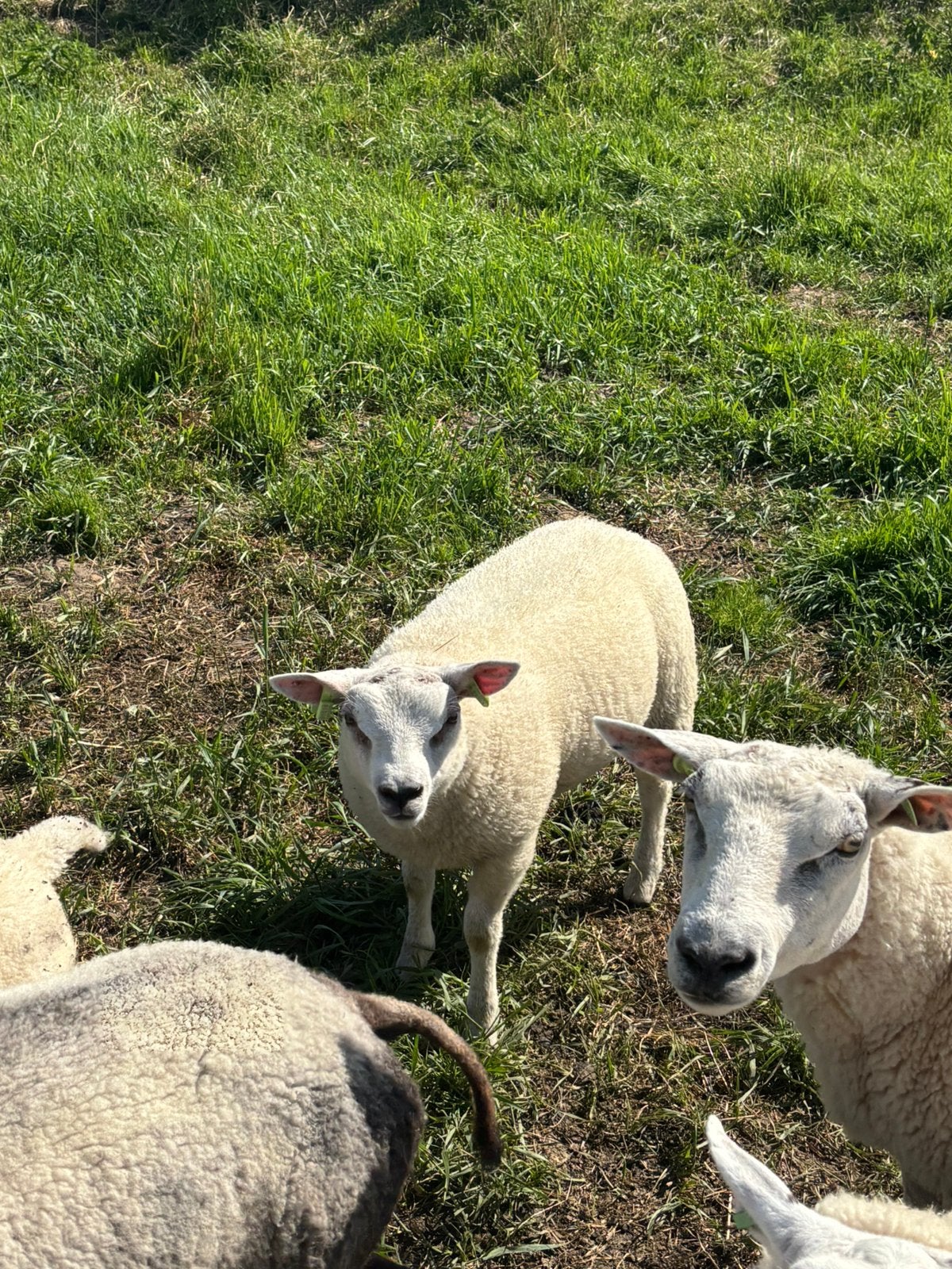 Mooie ram lammeren te koop voor de dekkerij, Mannelijk, Schaap