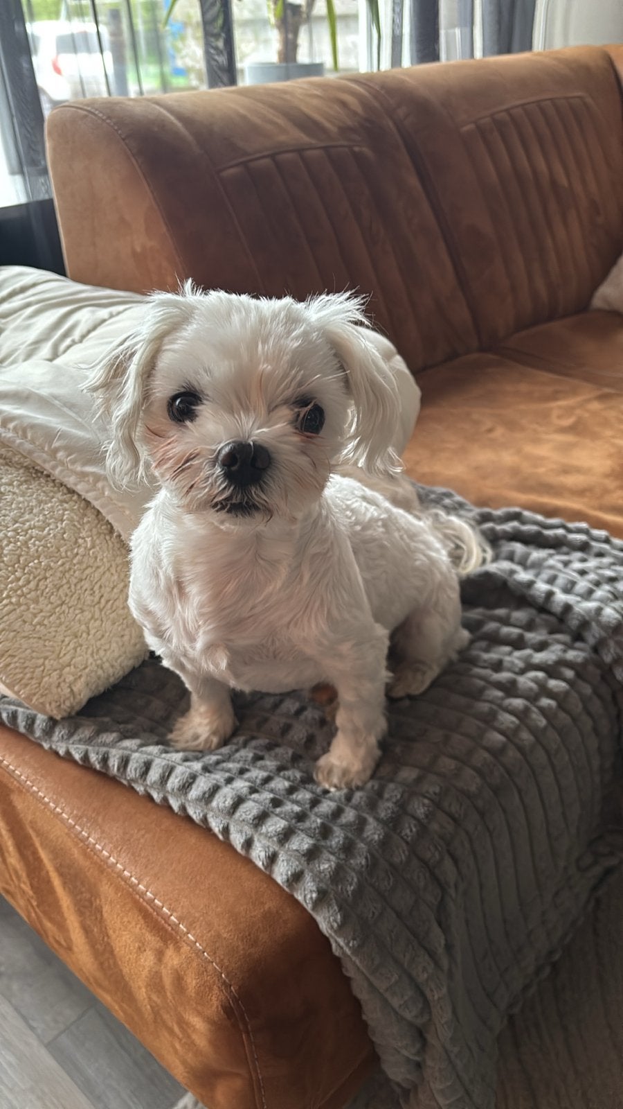 Malteser reu, Dieren en Toebehoren, 6 jaar of ouder, Maltezer, Particulier, Reu