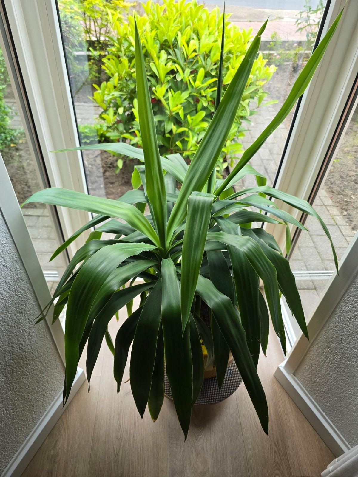 Mooie Yucca plant zoekt nieuw huis, Ophalen, Halfschaduw, Minder dan 100 cm