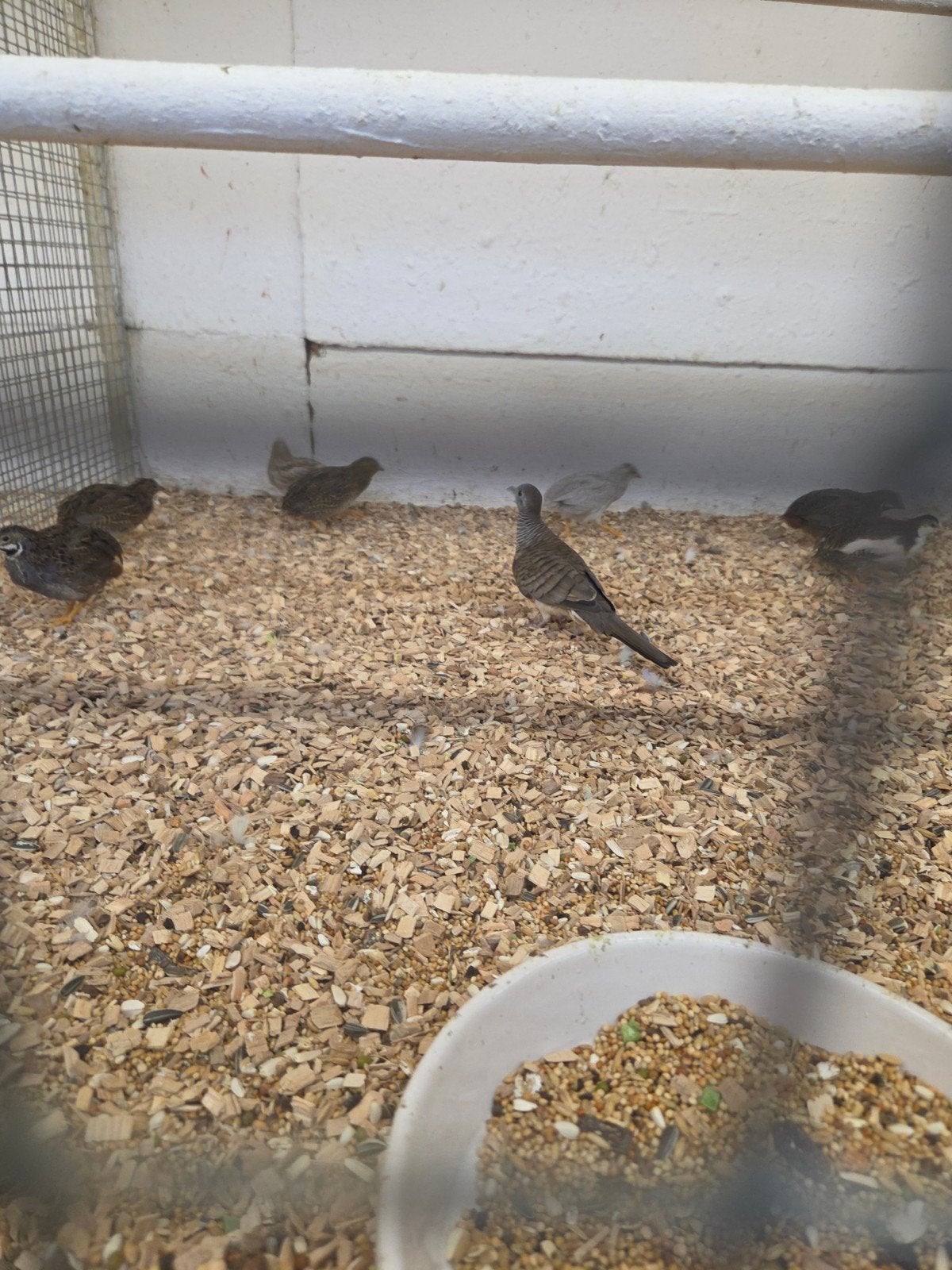 diverse duiven en vogels, Dieren en Toebehoren, Meerdere dieren, Overige soorten