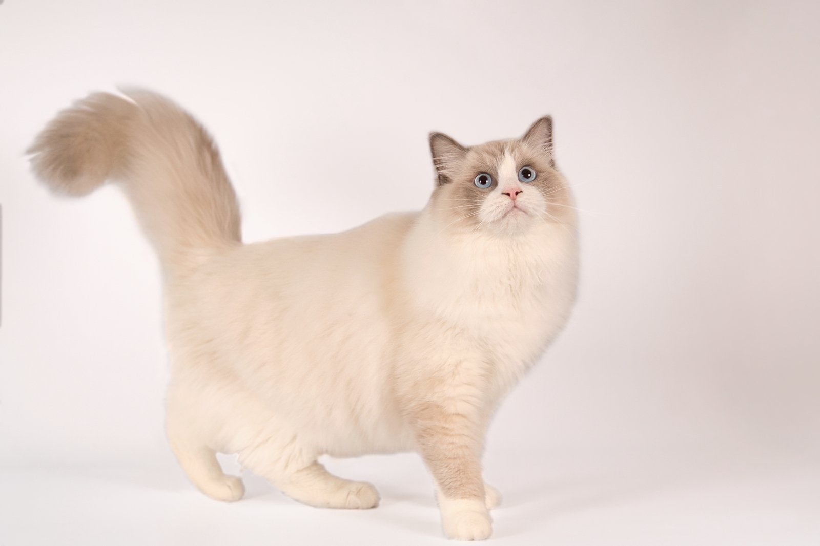 Foto 8 van Prachtige Ragdoll kittens met stamboom