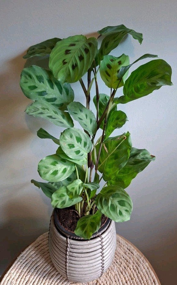 Maranta 'Lemon Lime' - Gebedsplant, Groene kamerplant, Ophalen, In pot, Halfschaduw