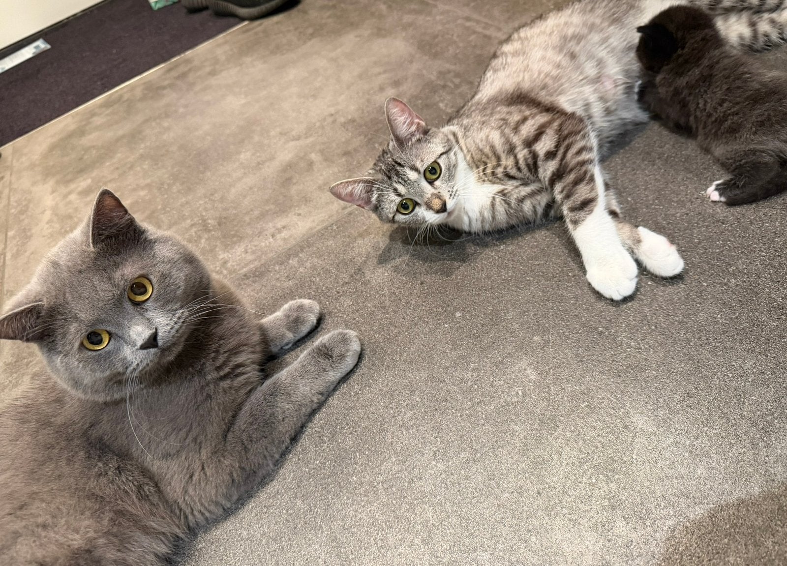 Prachtige sociale kittens – Brits/Ragdoll achtergrond, Dieren en Toebehoren, Meerdere dieren, Kortharig, 0 tot 2 jaar