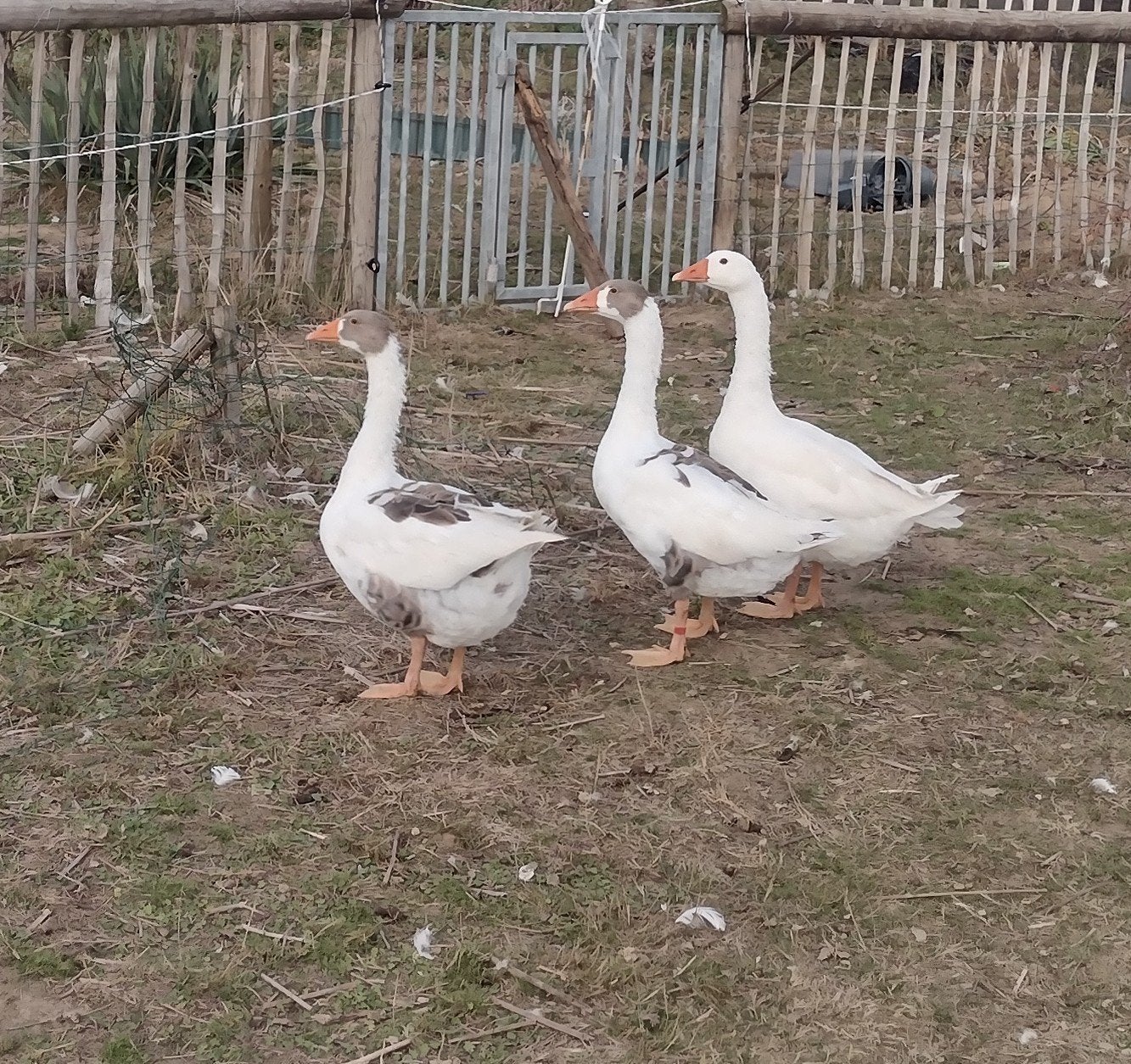te koop ganzen, Meerdere dieren, Gans of Zwaan