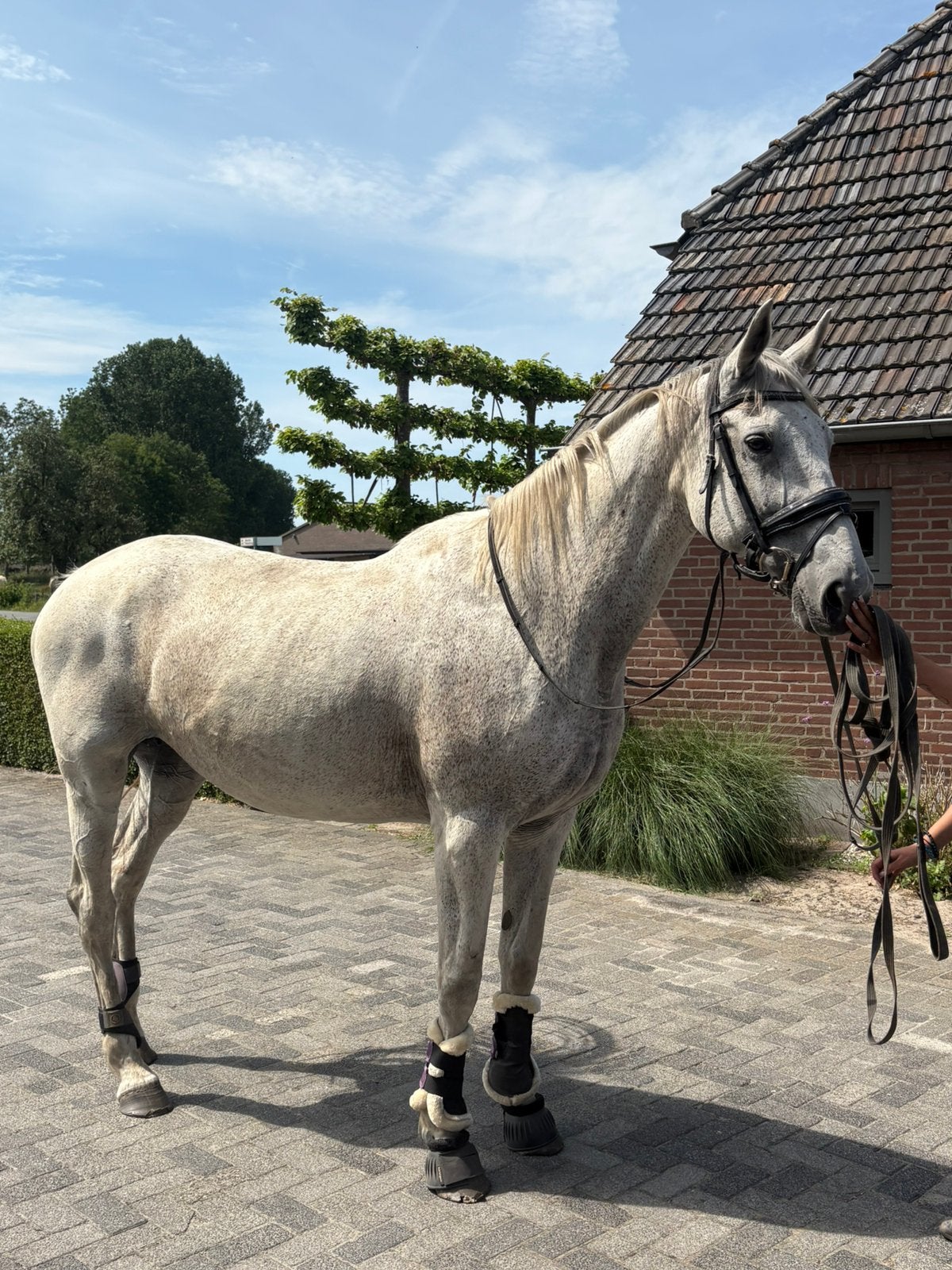Liefste merrie zoekt 5* huisje, Dieren en Toebehoren, Paarden, Merrie, Zadelmak, 170 tot 175 cm, 11 jaar of ouder