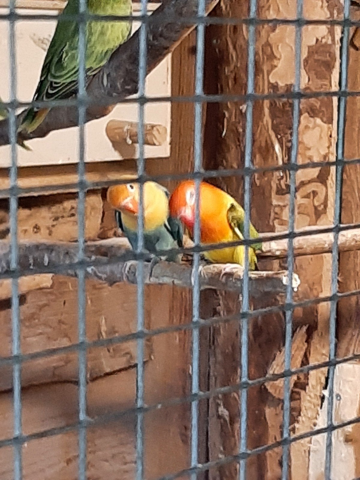 Jonge agapornis fisheries, Dieren en Toebehoren, Geslacht onbekend, Dwergpapegaai of Agapornis