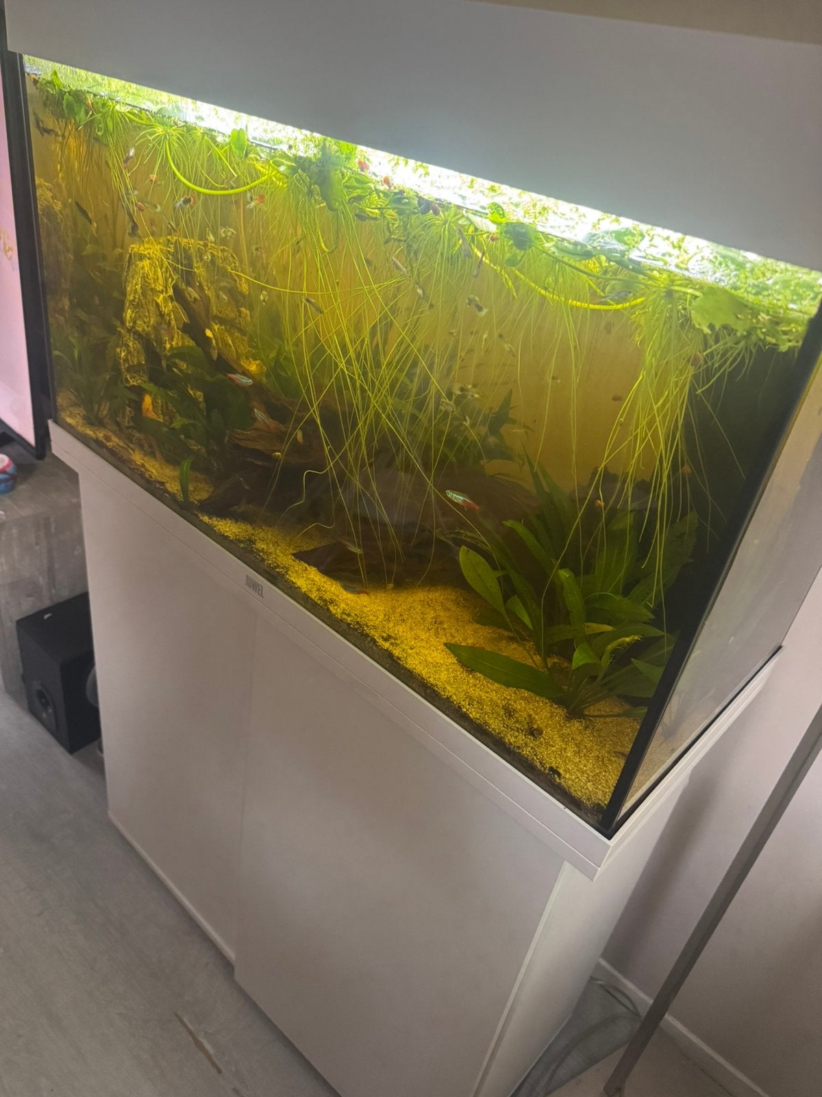 Juwel 125 set, Ophalen, Verwarming, Juwel, Gevuld zoetwateraquarium