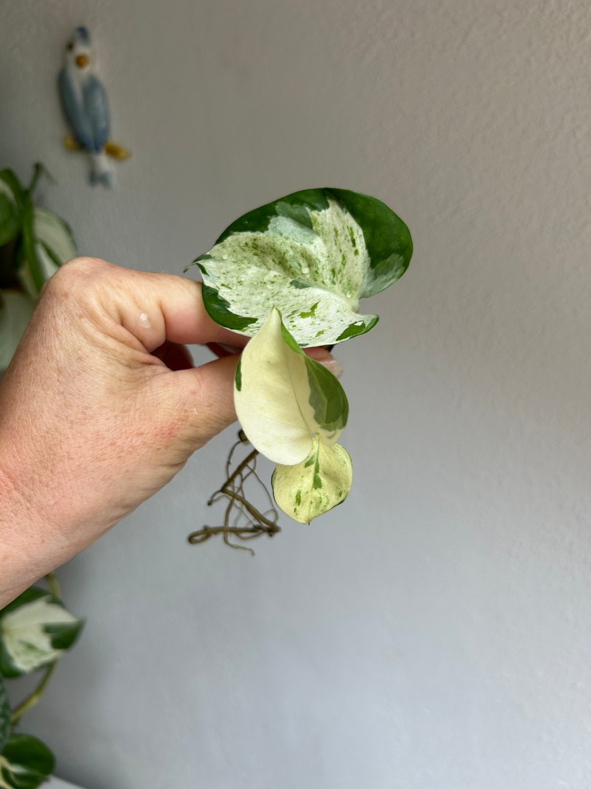 Epipremnum manjula, gewortelde stekken, Ophalen of Verzenden, Halfschaduw, Minder dan 100 cm