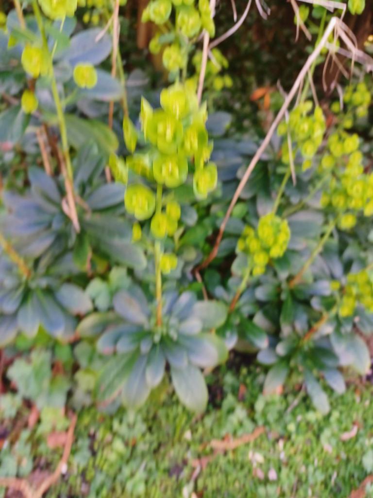 Wolfsmelk (Euphorbia) - Groene Vaste Plant, Tuin en Terras, Planten | Tuinplanten, Ophalen, Lente, Vaste plant, Halfschaduw