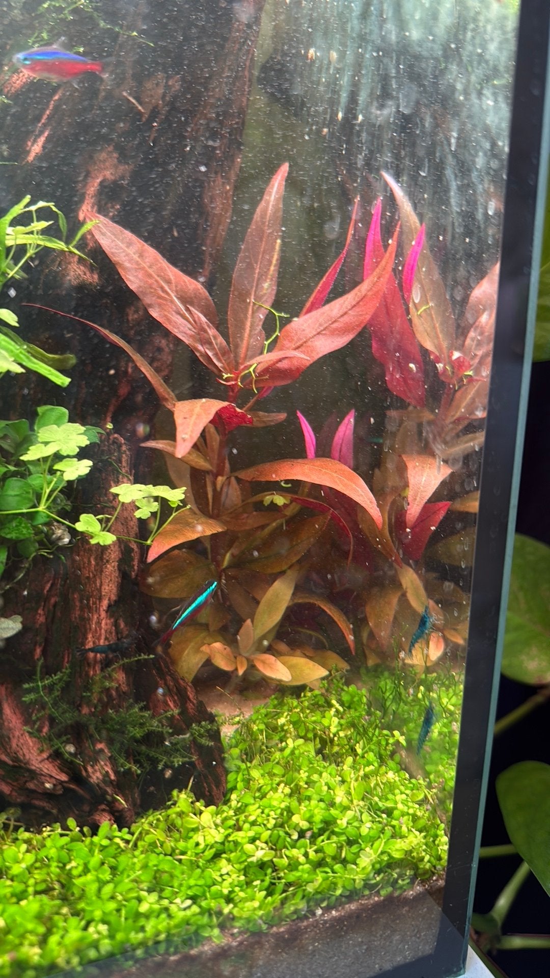 Anubias aquarium plant, Vis