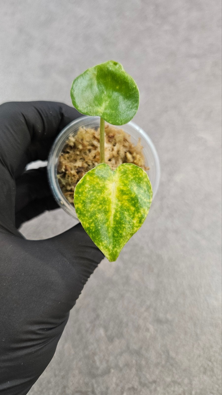 Alocasia New Guinea Gold, Ophalen of Verzenden, Halfschaduw, Minder dan 100 cm