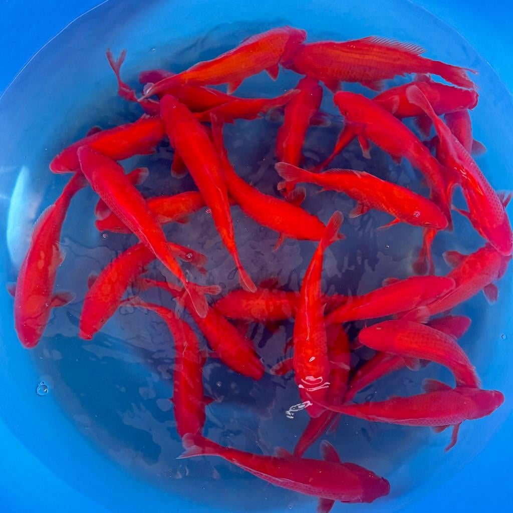Ogata Benigoi Taiho | Tosai vissen, Karper of Koi