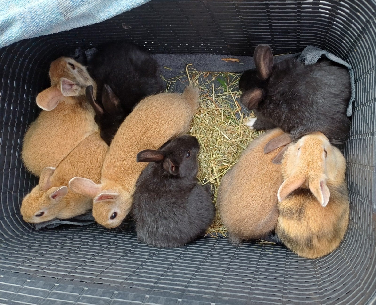 Jonge konijntjes, Dieren en Toebehoren, Meerdere dieren, Klein
