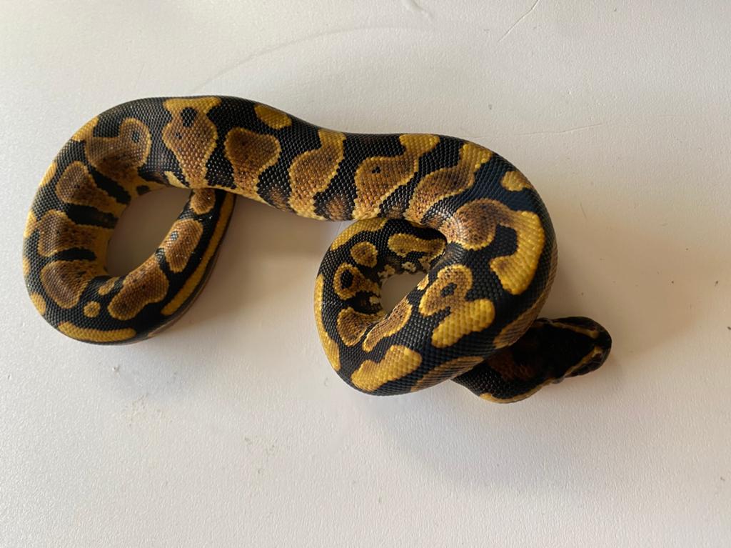Koningspython wildkleur nk26 Ball Python - unknown for sale from Sade