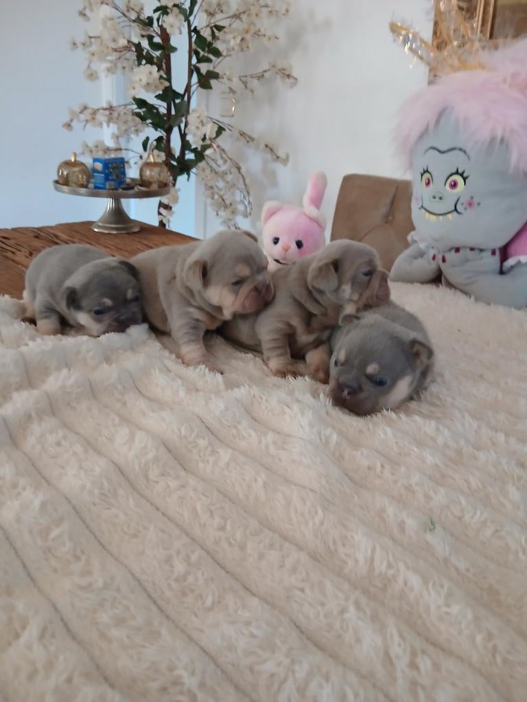 Franse bulldog pups met stamboom lilac en blue tan, Dieren en Toebehoren, Honden | Bulldogs, Pinschers en Molossers, 8 tot 15 weken