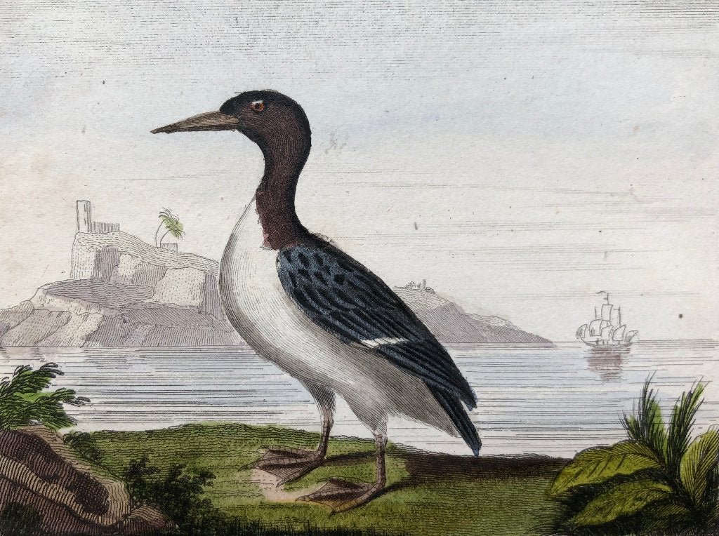 Antieke vogelprent Zeekoet 18e eeuw, Gravure, Flora en Fauna, 1700 - 1799, Handgekleurd