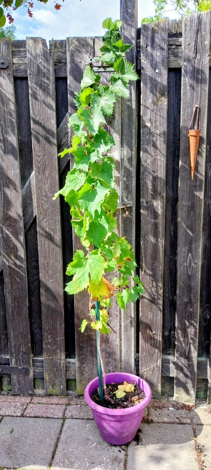 Druivenplant, Ophalen, Volle zon, Vaste plant, Fruitplanten