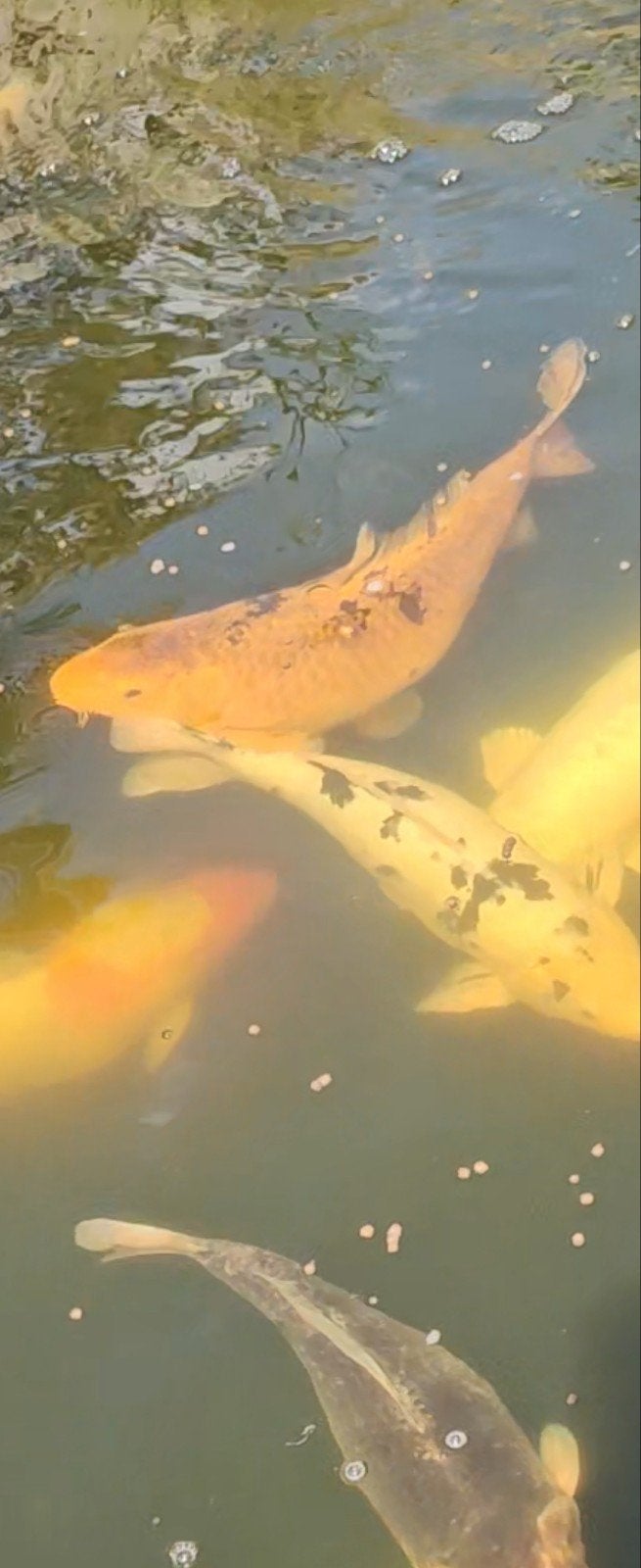 oranje Koi 62 cm, Karper of Koi