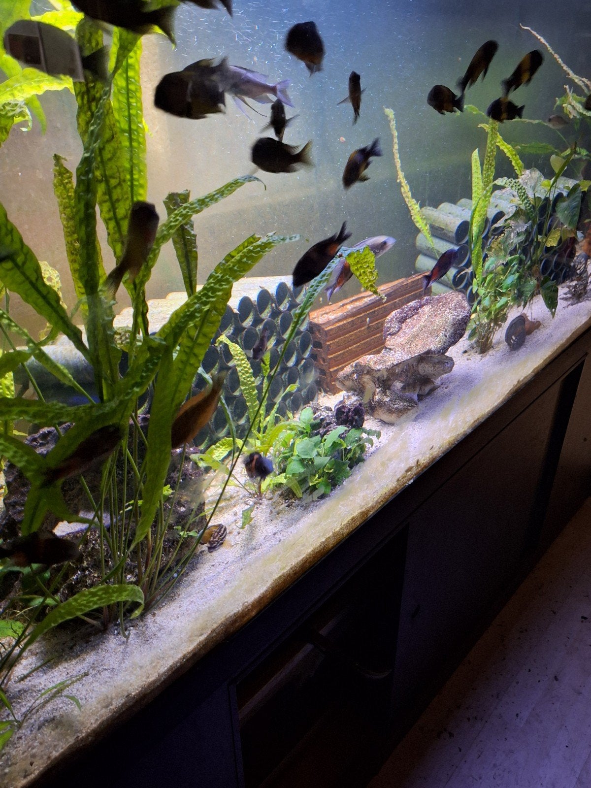 Aquarium 200x60x60  met meubel en bioloog, Dieren en Toebehoren, Vissen | Aquaria en Toebehoren, Ophalen, Inclusief deksel, Gebruikt