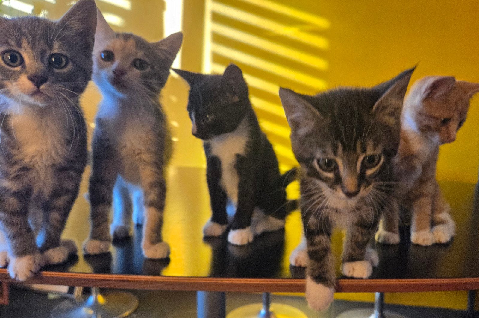 Prachtige kittens (Kruising Maine Coon) Direct beschikbaar!, Dieren en Toebehoren, Meerdere dieren, 0 tot 2 jaar