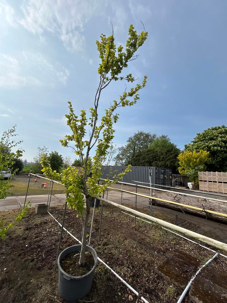 Fagus sylvatica 'Dawyck Gold' (Gele zuilbeuk), Tuin en Terras, Planten | Bomen, Lente, 250 tot 400 cm, Zuilboom, Ophalen