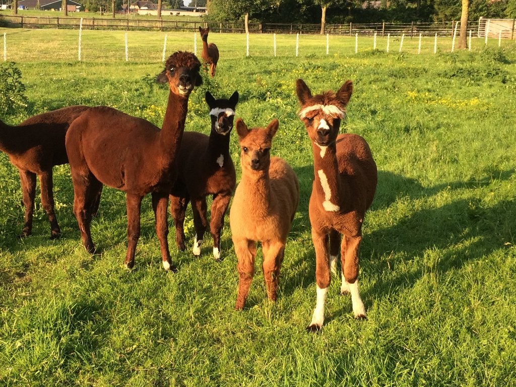 Enkele alpacamerries te koop (alpaca merrie), Mei, Meerdere dieren