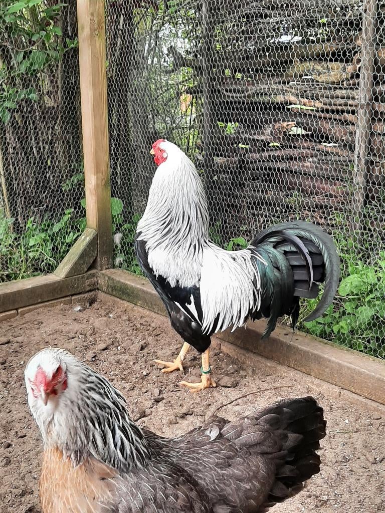Twentse hoender haan groot, Dieren en Toebehoren, Mannelijk, Kip