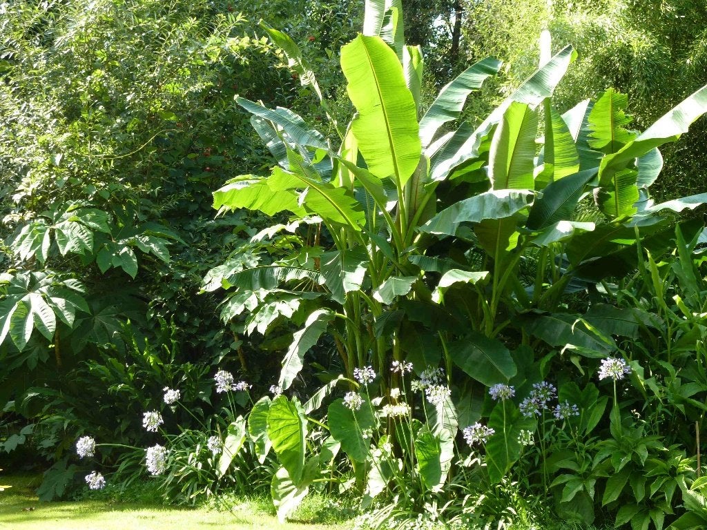 Winterharde Banaan – Musa basjoo, Ophalen, Vaste plant, Overige soorten, Volle zon