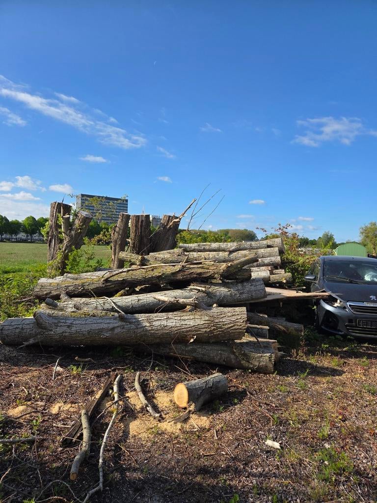 Stammen hout / brandhout, Tuin en Terras, Haardhout, 6 m³ of meer, Ophalen, Overige houtsoorten, Stammen