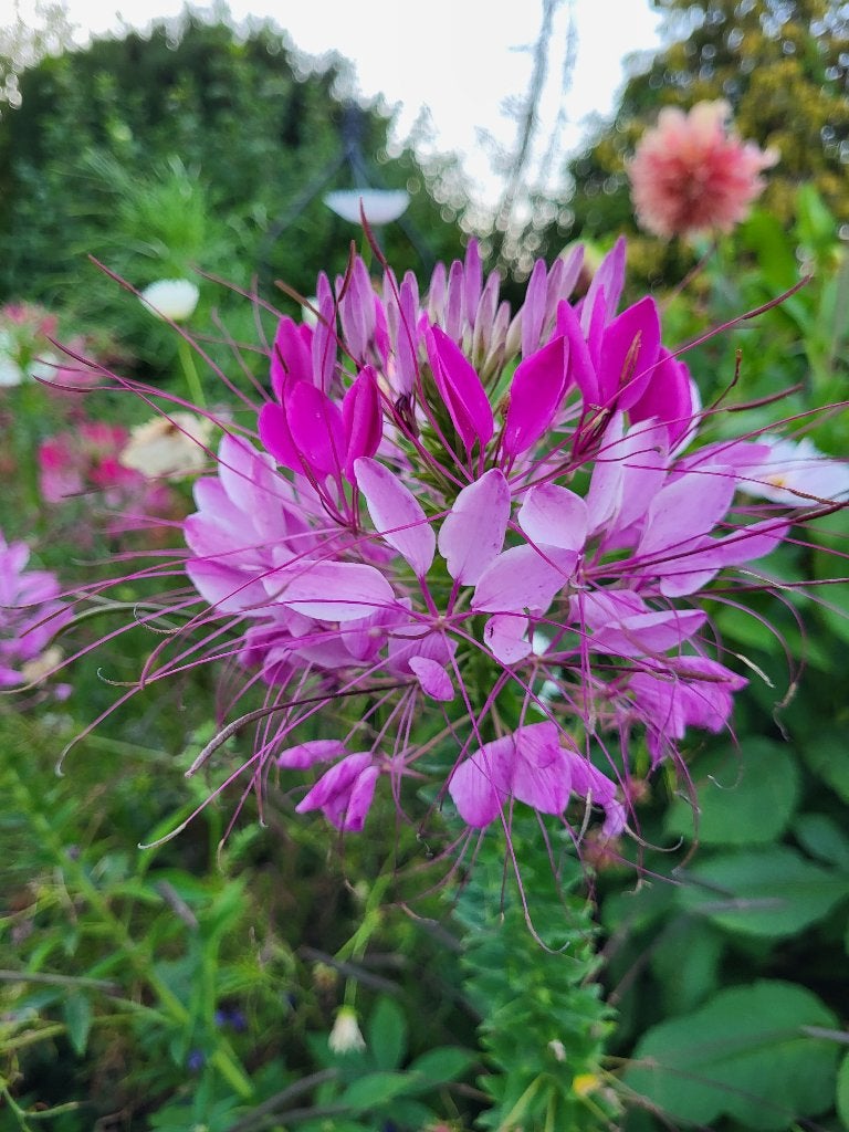 Zaden Cleome Mauve Queen, Ophalen of Verzenden, Volle zon