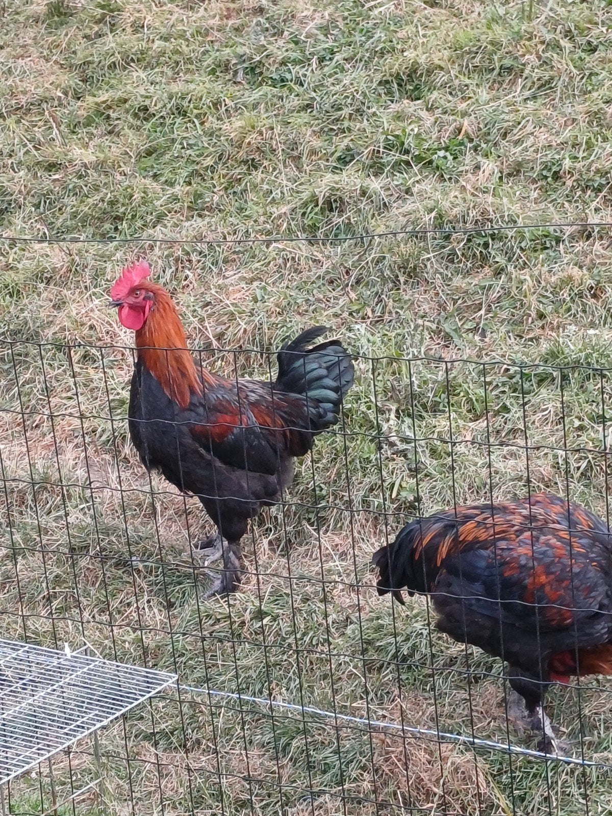 marans haan, Dieren en Toebehoren, Pluimvee, Mannelijk, Kip