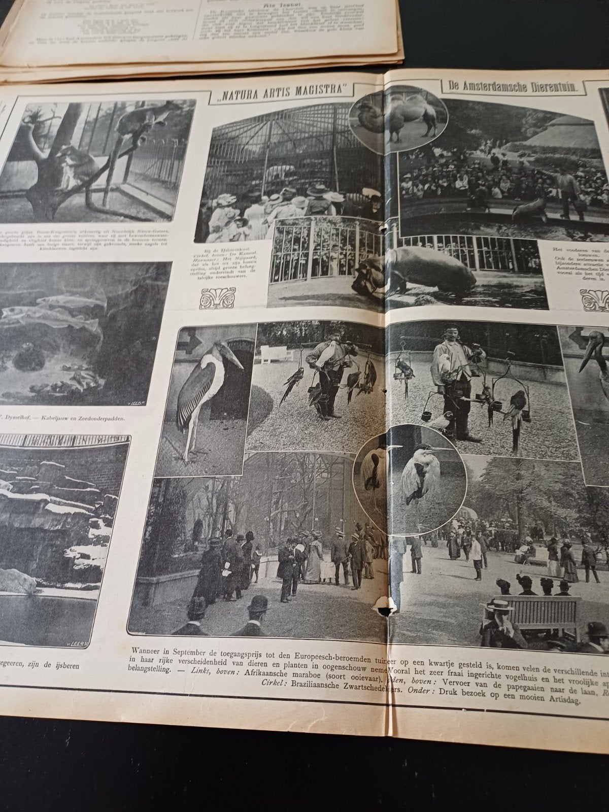 reportage over dierentuin Artis Amsterdam 1912, Ophalen of Verzenden, Gebruikt, Paard, Beeldje of Figuurtje