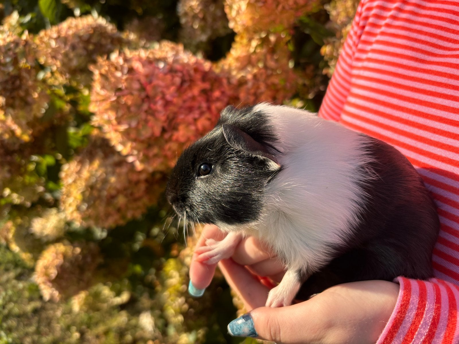 2 Cavia’s  beertjes., Dieren en Toebehoren, Cavia, Mannelijk, Mei, Tam