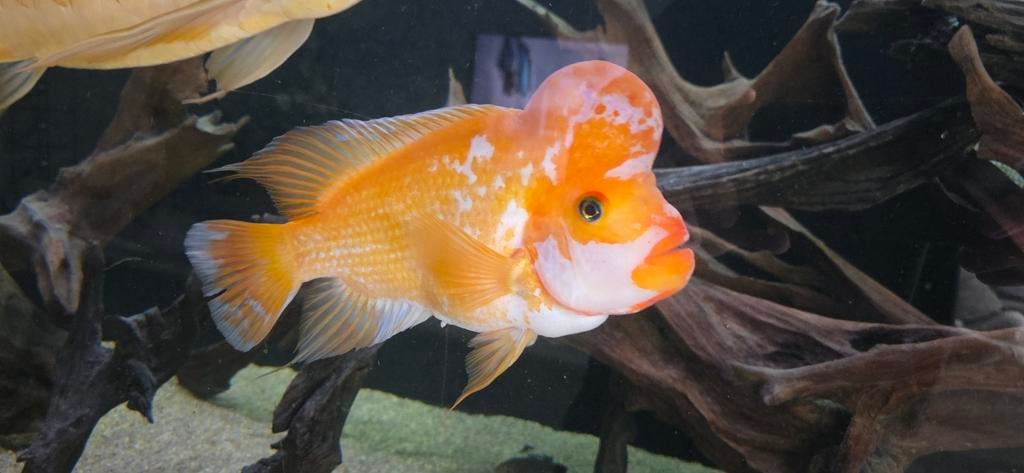 Amphilophus Citrinellus XXL, Dieren en Toebehoren, Vissen | Aquariumvissen, Vis