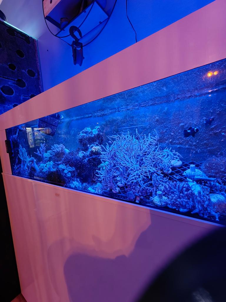 Zeeaquarium (AQUAJA) wordt gebruikt als stekkenbak, Ophalen, Gevuld zeewateraquarium, Gebruikt, Overige merken