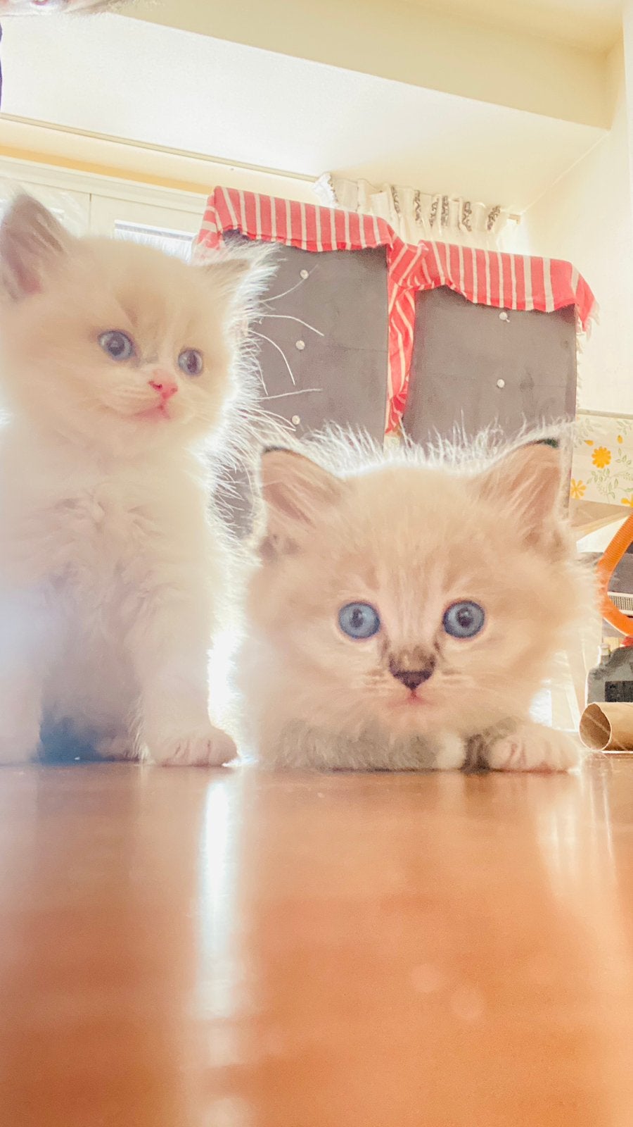 Ragdoll kittens te koop, Dieren en Toebehoren, Meerdere dieren, Ontwormd, 0 tot 2 jaar