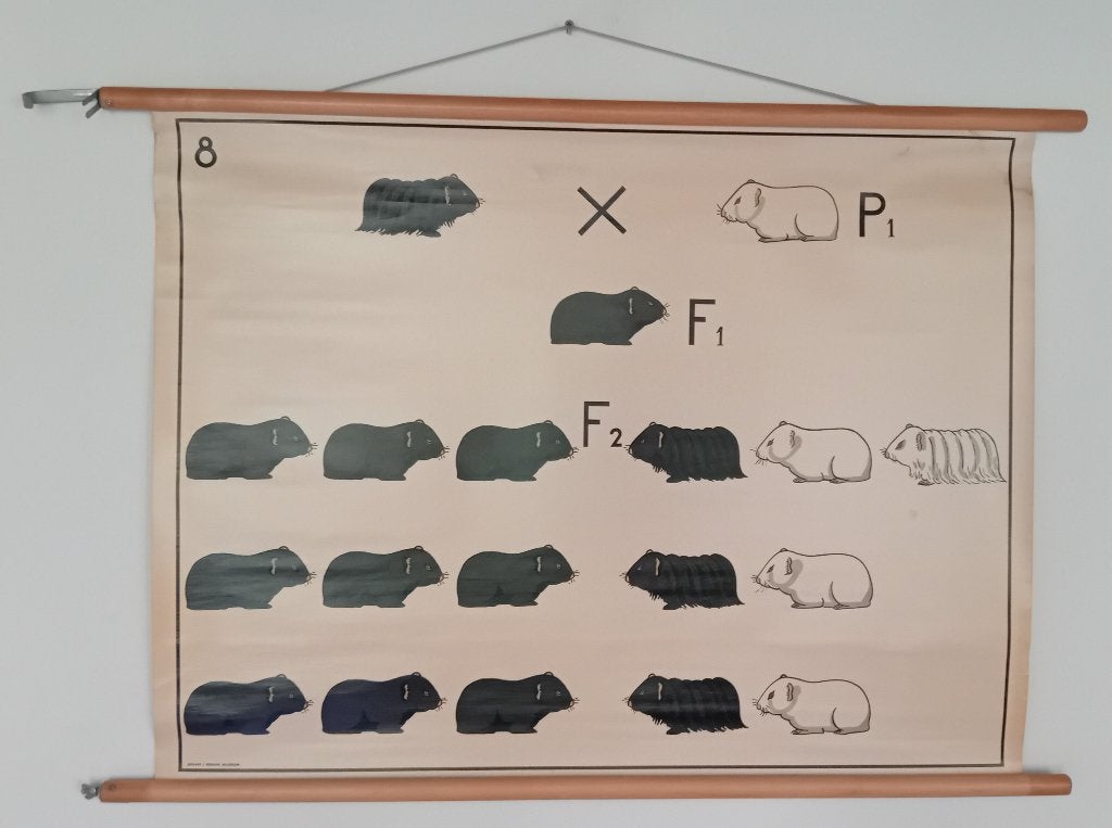 Vintage Schoolplaat, Erfelijkheidsleer Nr.8, Cavia's, Ophalen of Verzenden
