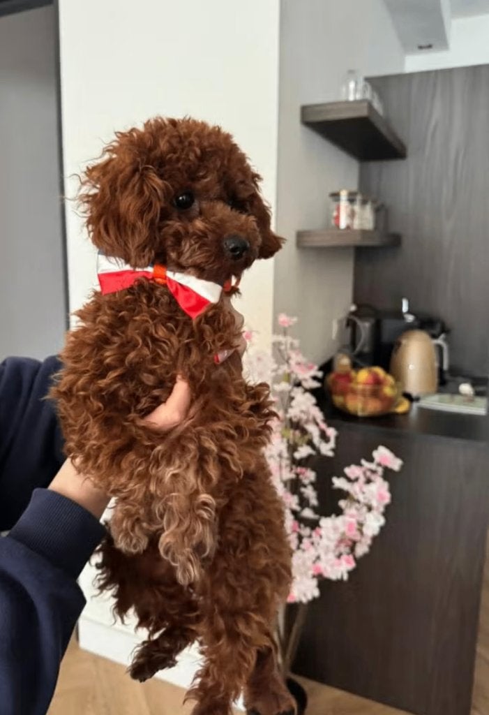 Toy Poedel Teefje ; Prachtige raszuivere Chinese Toy Poedel, Poedel, 15 weken tot 1 jaar, Teef, Parvo