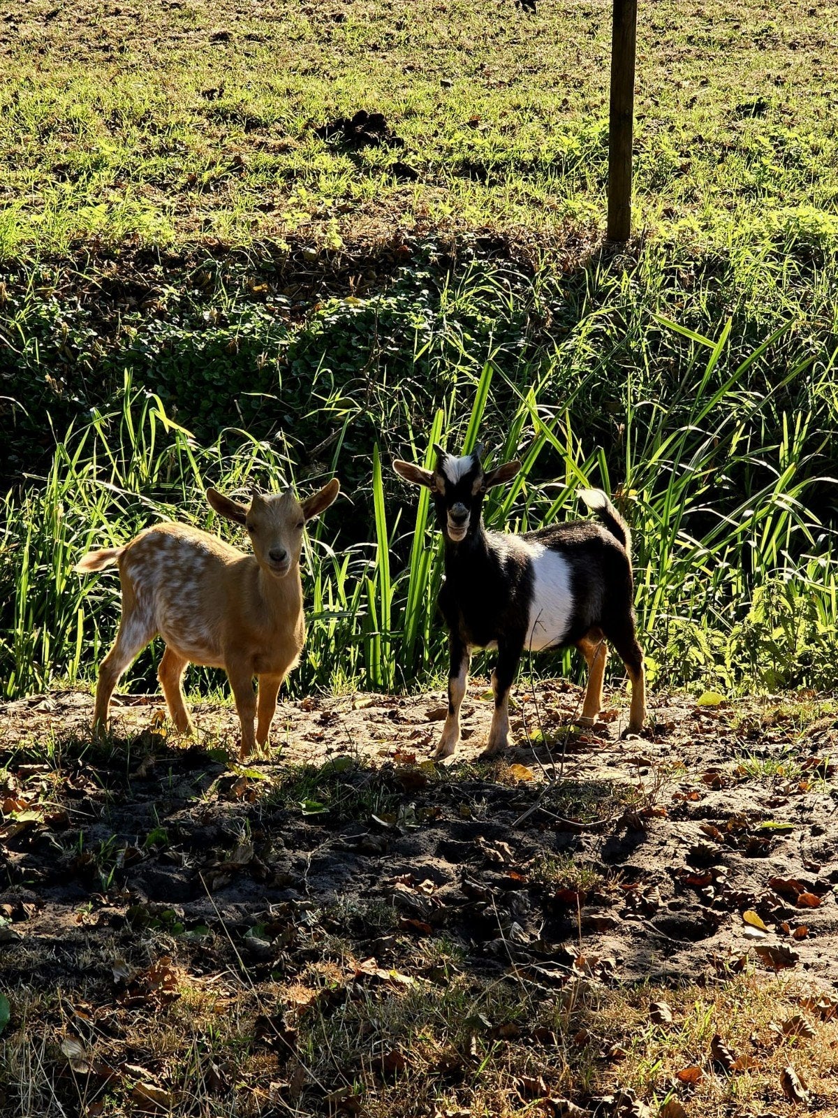 prachtige dwerg geitjes te koop, Dieren en Toebehoren, Meerdere dieren, Geit