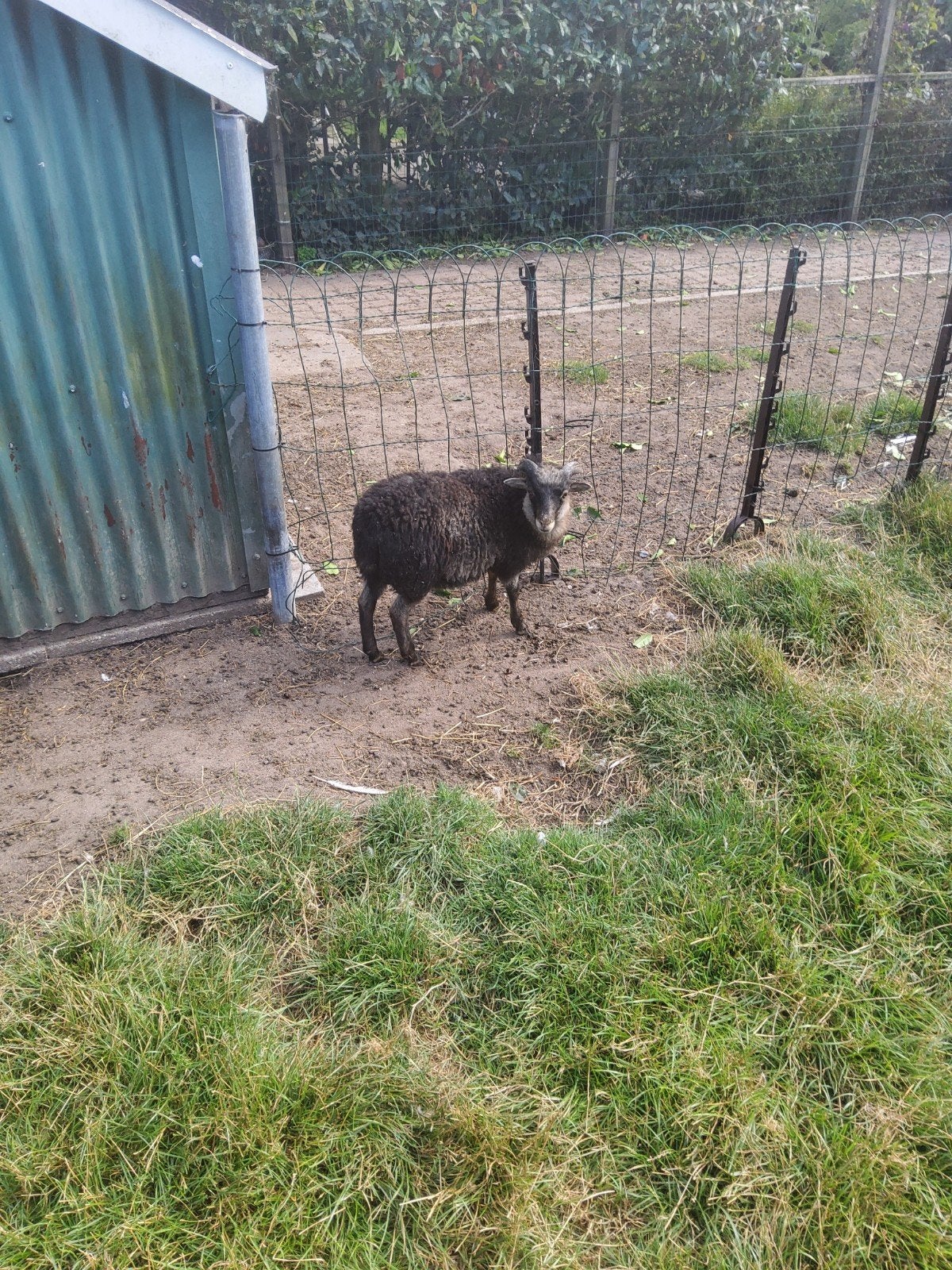 te koop twee quessant ooien en quessant ram ., Meerdere dieren, Schaap, 6 jaar of ouder
