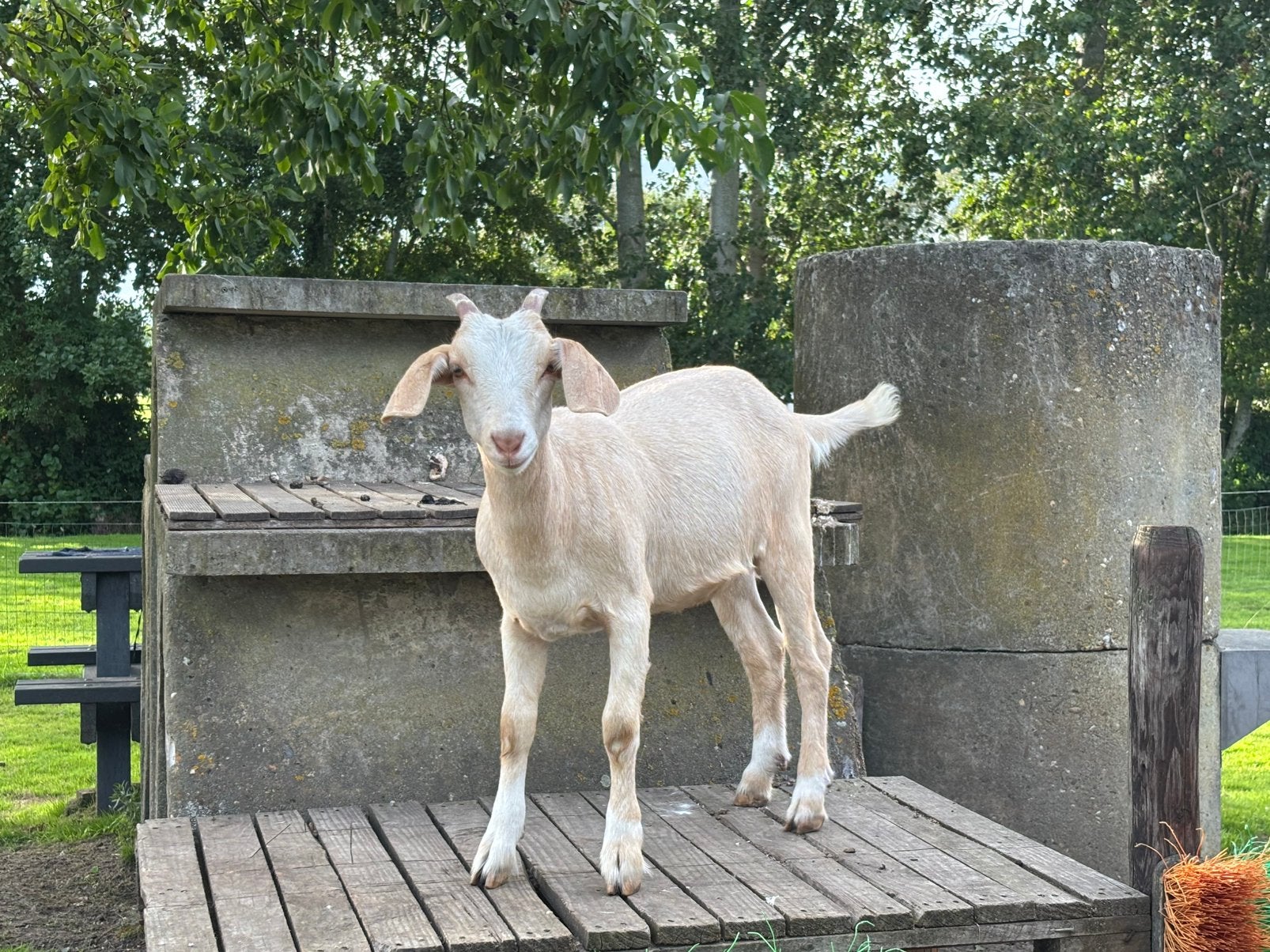 Moeder en Dochter Melkgeit en kruising Boergeit, Dieren en Toebehoren, Vrouwelijk, Geit