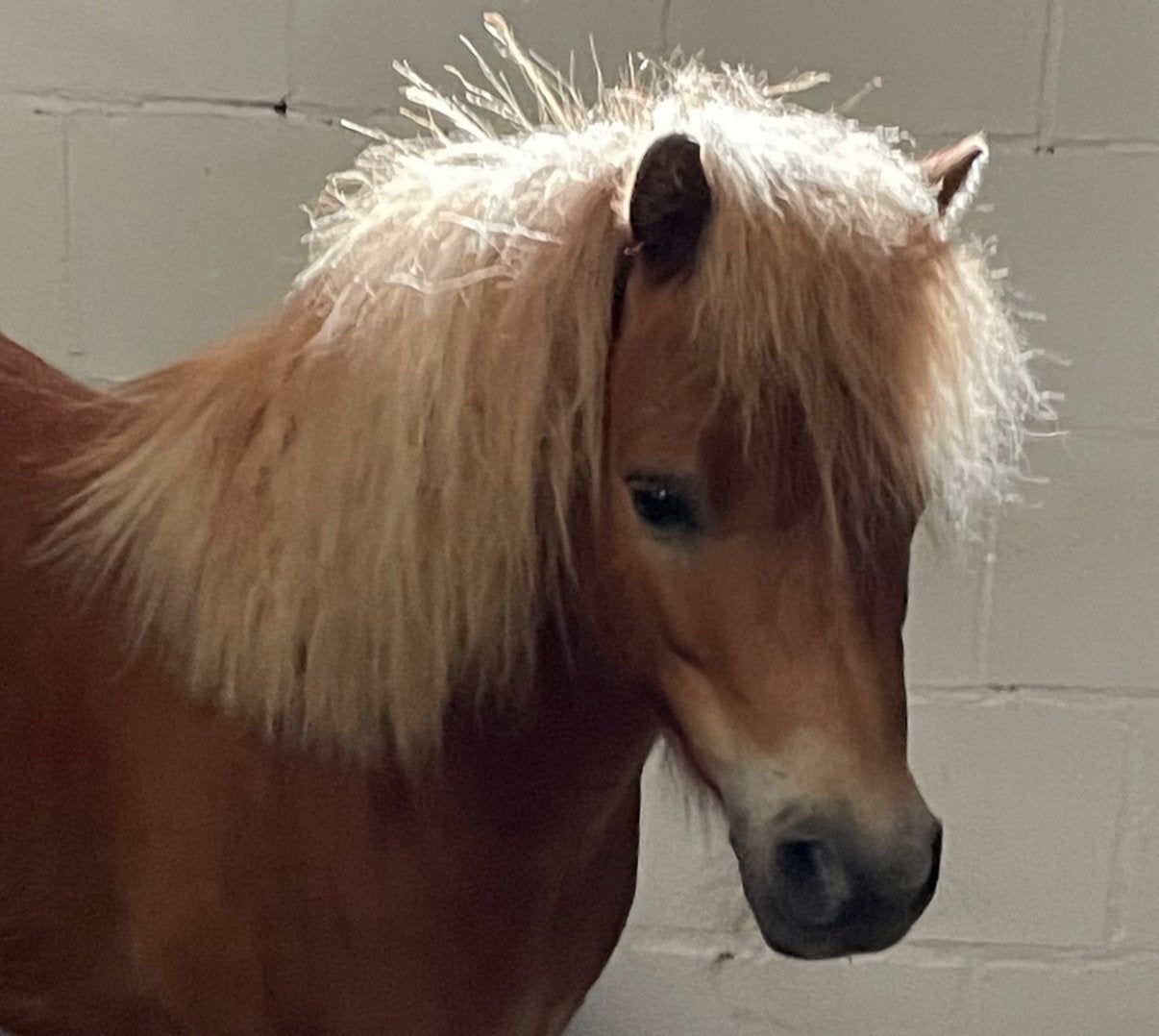 Mooie shetlander te koop, Ruin, A pony (tot 1.17m), Gechipt, 7 tot 10 jaar